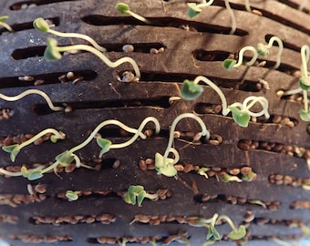 Set di 2 o 4 vasi in cocco di Bali per ordine, perfetti per orchidee, piante grasse, verdure o erbe aromatiche da interno o da esterno
