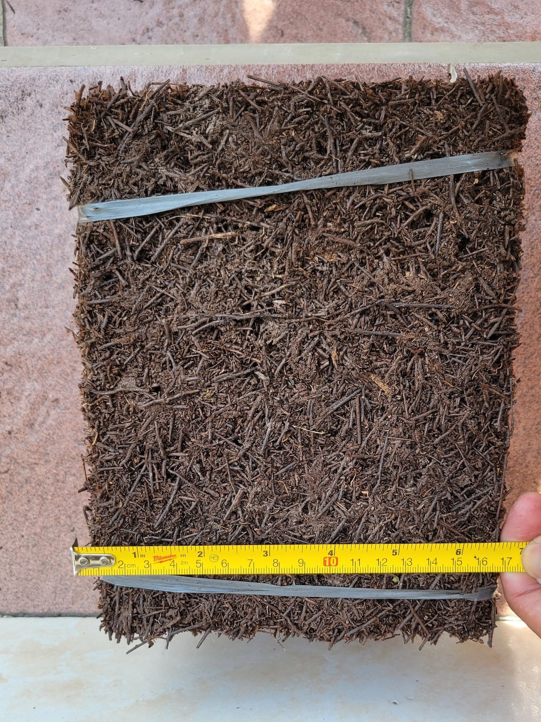 Tree Fern Orchid Mount or Staghorn Fern Mount Indoor or Outdoor Orchids