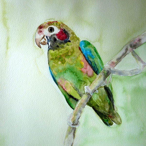 aquarelle le petit perroquet