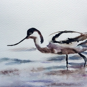 the elegant avocet watercolor and Indian ink