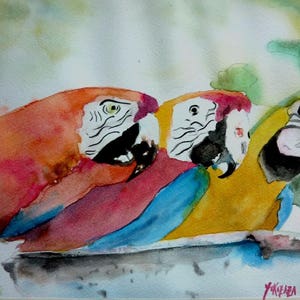watercolor the three curious macaws