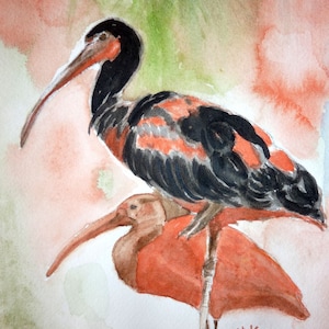 watercolor the two black and white ibises