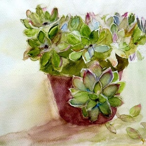 watercolor, the succulent plant
