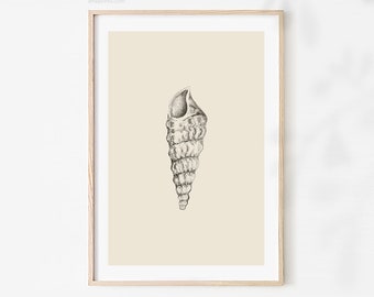 Seashell Sketch, Gray Beige Print, Seashell Drawing, Printable Nature Art, Seashell Illustration, Netural Seaside Decor, Digital Download