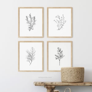 May include: Set of four black and white botanical prints featuring drawings of rosemary, thyme, dill, and parsley. The prints are framed in natural wood frames and displayed on a white wall above a wooden table.
