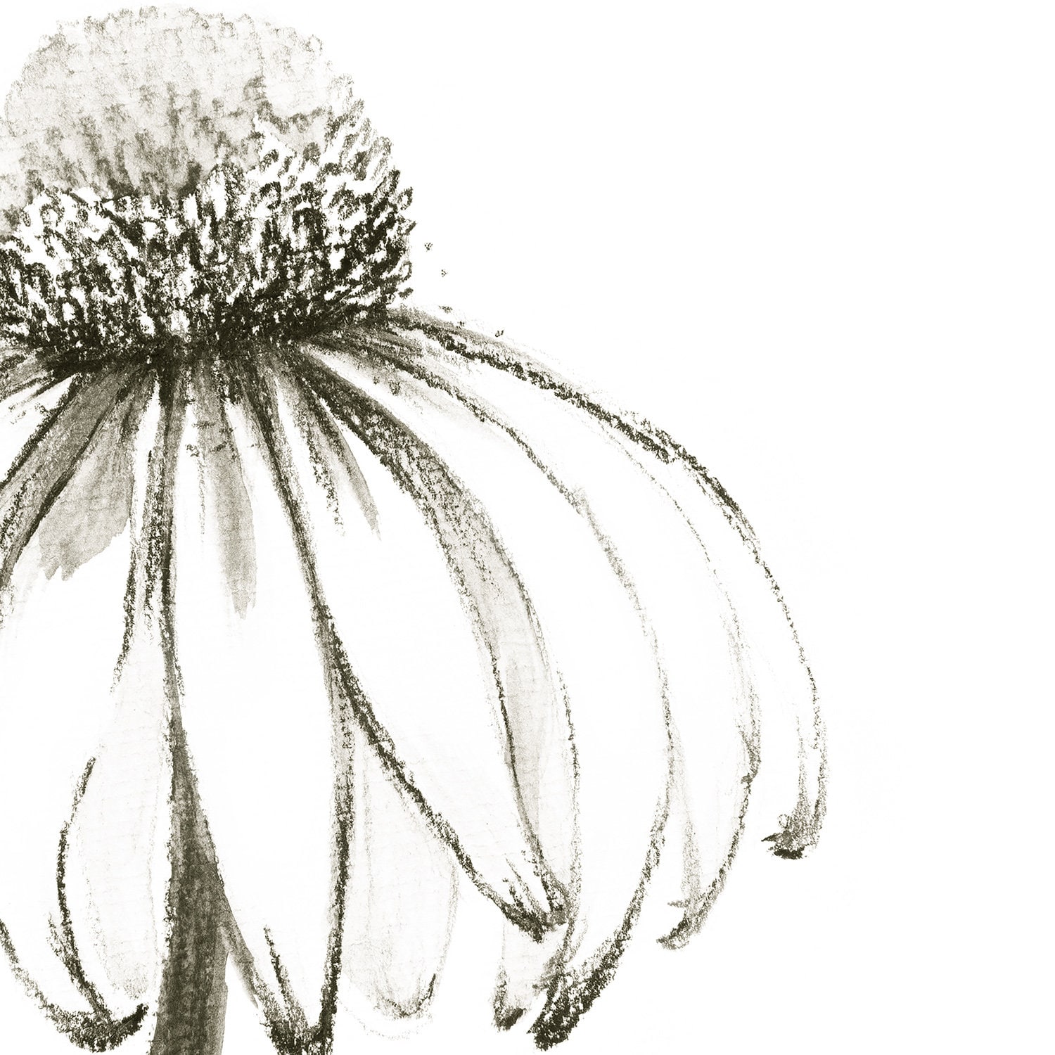 Minimalist aesthetic flower drawing bgdiki