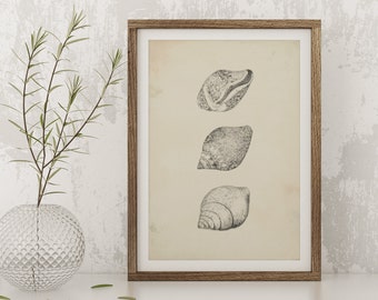 Seashells Drawing, Printable Illustration, Vintage Style Art, Seashells Sketch, Graphite Pencil Drawing,  Pencil Sketch, Digital Download