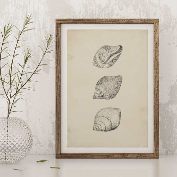 Seashells Drawing, Printable Illustration, Vintage Style Art, Seashells Sketch, Graphite Pencil Drawing,  Pencil Sketch, Digital Download