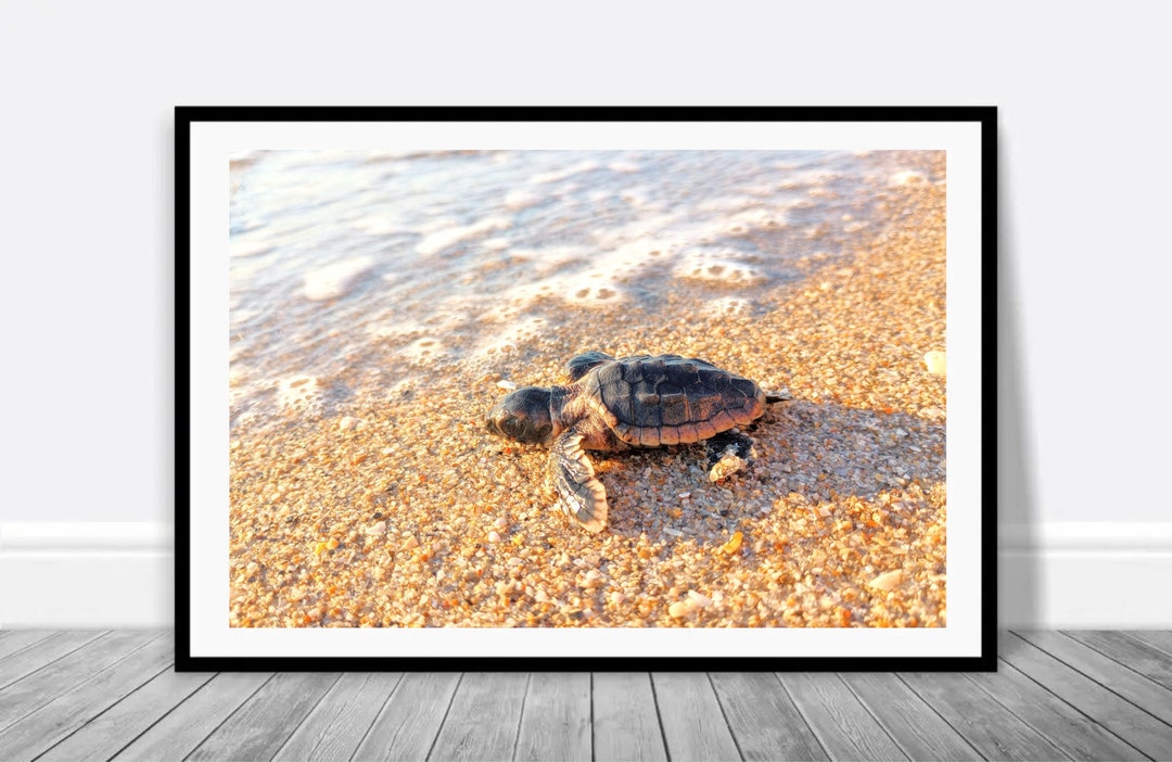SEA TURTLE PRINT, Tropical Print, Sea Turtle Hatching Photograph, Beach Décor, Sea Turtle Poster ...