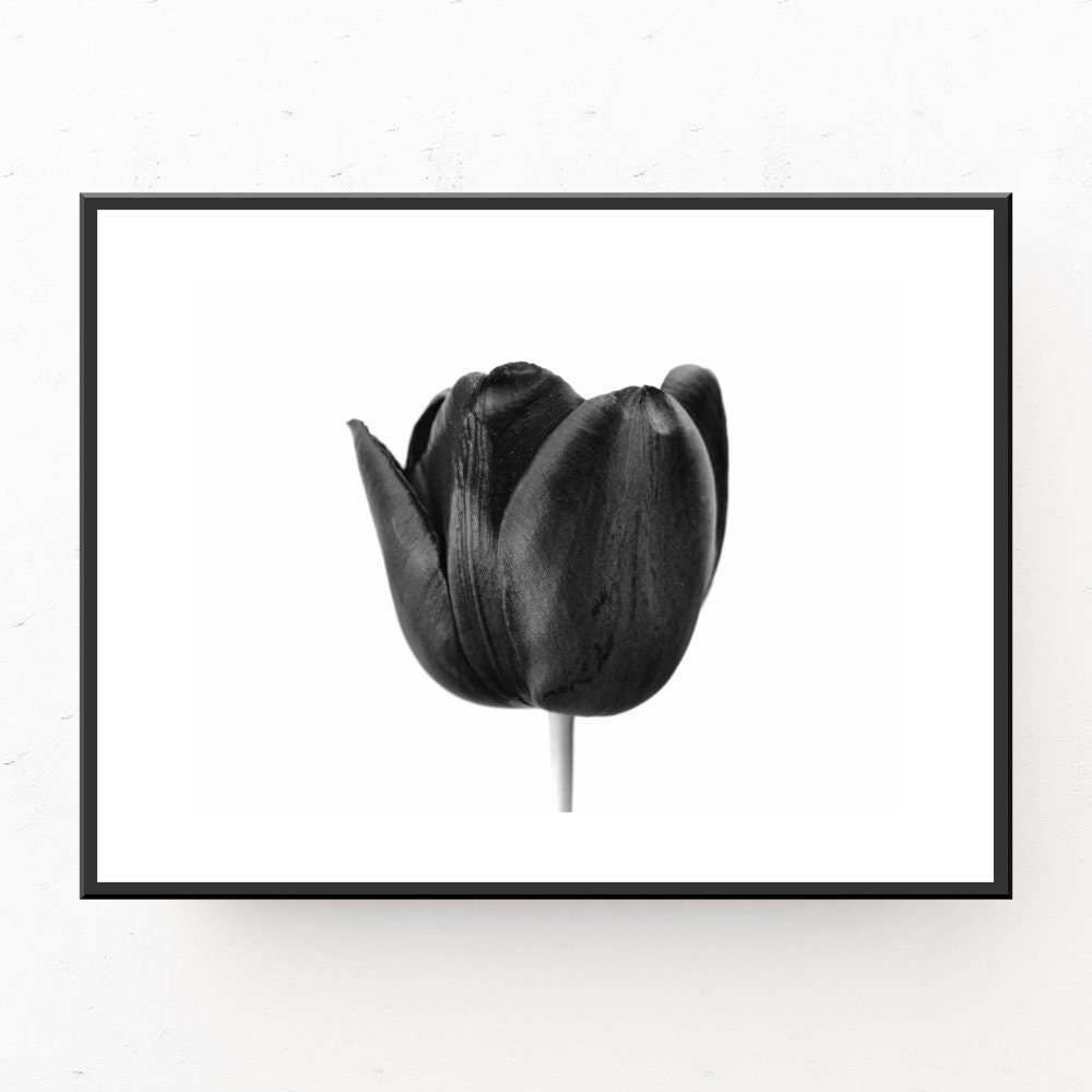 Black and White Tulip Photograph Modern Wall Art Flowers Etsy Australia