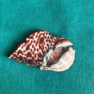 May include: A brown and white seashell with a spotted pattern. The shell is on a teal fabric background.