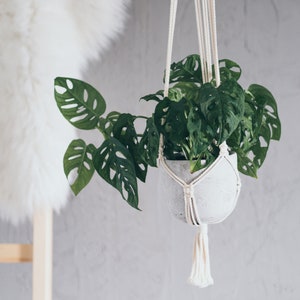 Puede incluir: Un macetero de macram&eacute; blanco con una maceta de cer&aacute;mica blanca y una planta monstera verde colgando.