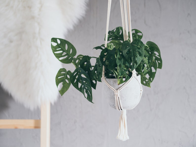 Puede incluir: Un macetero de macram&eacute; blanco con una maceta de cer&aacute;mica blanca y una planta monstera verde colgando.