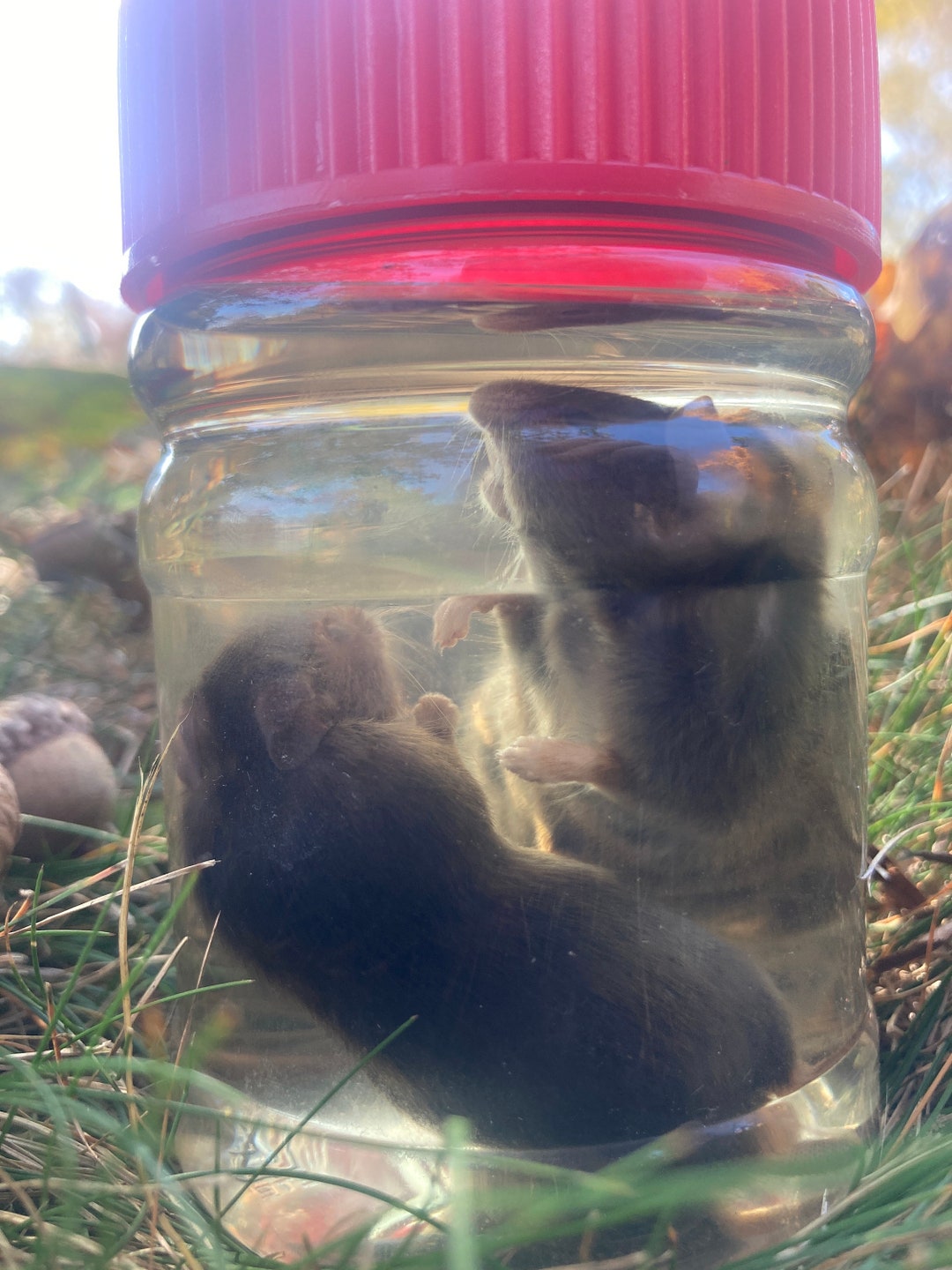 Fighting Mice/wet Specimen Etsy