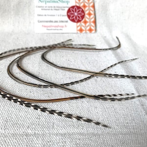 以下が含まれることがあります： 白と黒の羽根6本セット。羽根の先端は茶色。白い布地に半円形に並べてあります。背景には「NepalmaShop」の文字が見えます。