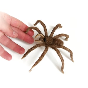 Halloween decor wool spider, needle felted creepy halloween spider.