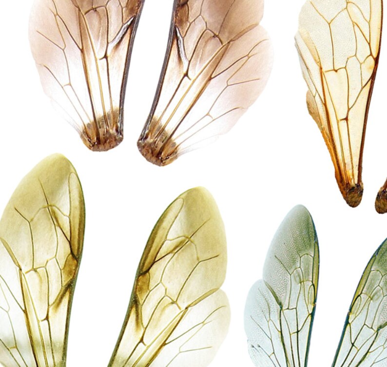 Printable Transparent Bee Wings Collage Sheet to Needle Felted - Etsy