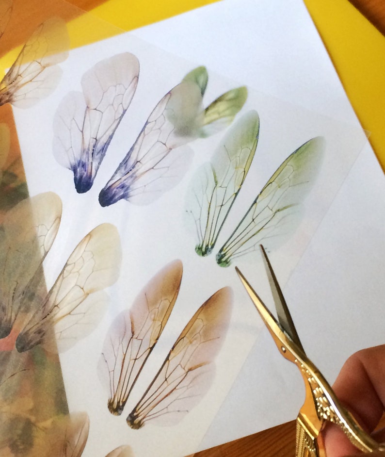 The image shows a transparent collage sheet depicting bee wings in someone's hand and being cut with a pair of scissors.