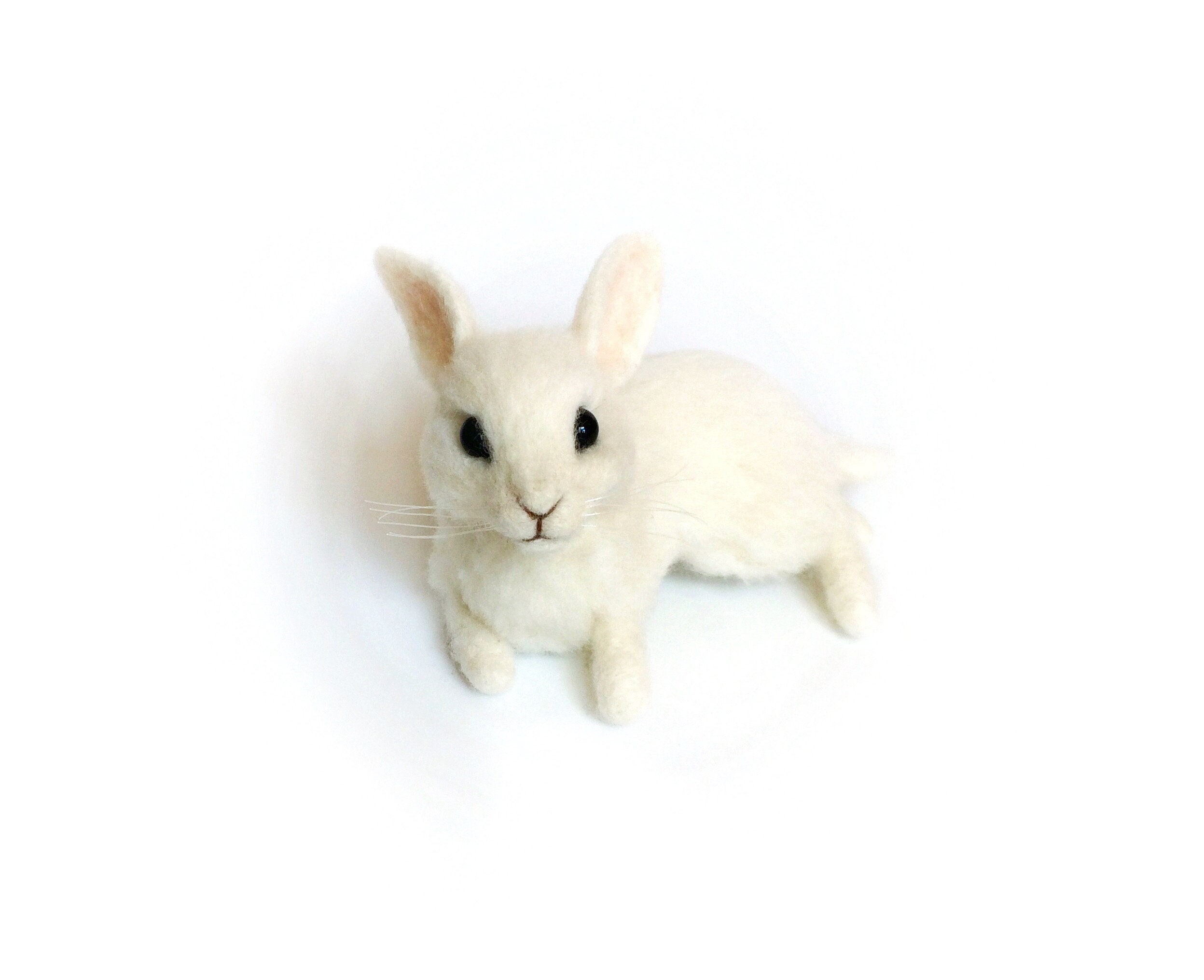 Cute Little White Bunny