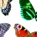 Printable Colored Butterfly Wings Collage Sheet to Handmade - Etsy