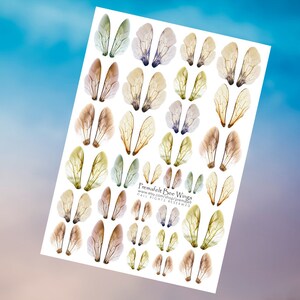 The picture shows a collage sheet depicting bee wings against a blue background.