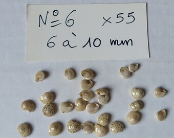 Pierced shells, snail shape, Several models