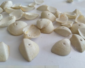 Pierced shells for jewelry or other