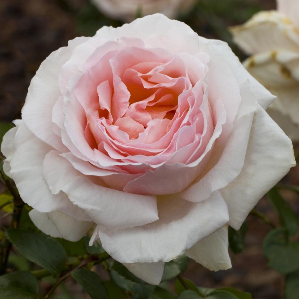 Bougie rose ancienne