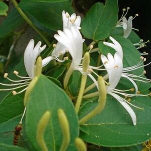 Pu&ograve; includere: Primo piano di fiori di caprifoglio bianchi con lunghi e sottili stami bianchi e foglie verdi.