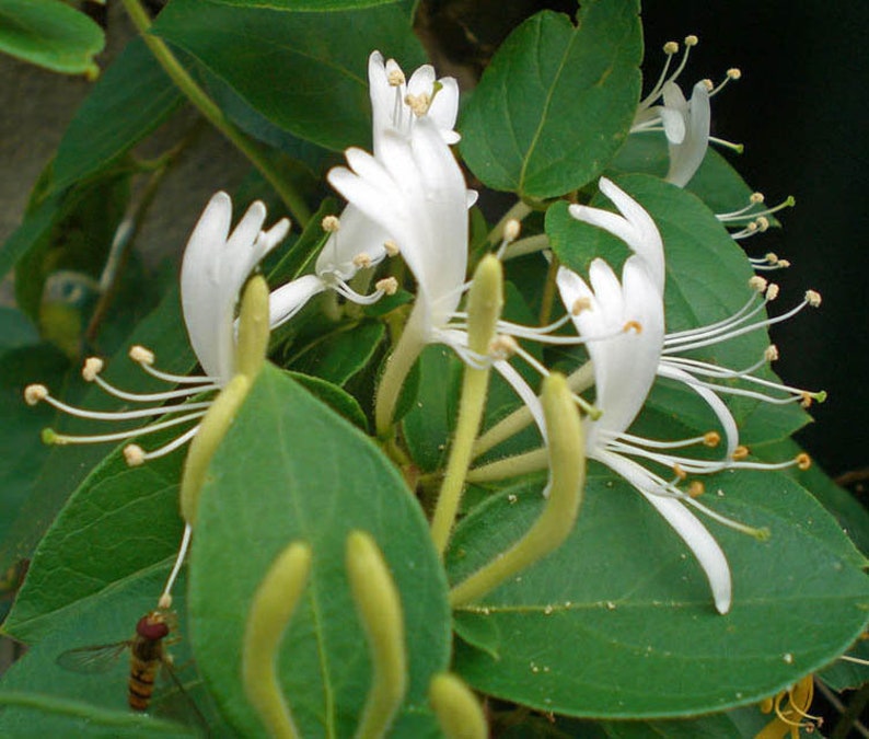 Pu&ograve; includere: Primo piano di fiori di caprifoglio bianchi con lunghi e sottili stami bianchi e foglie verdi.