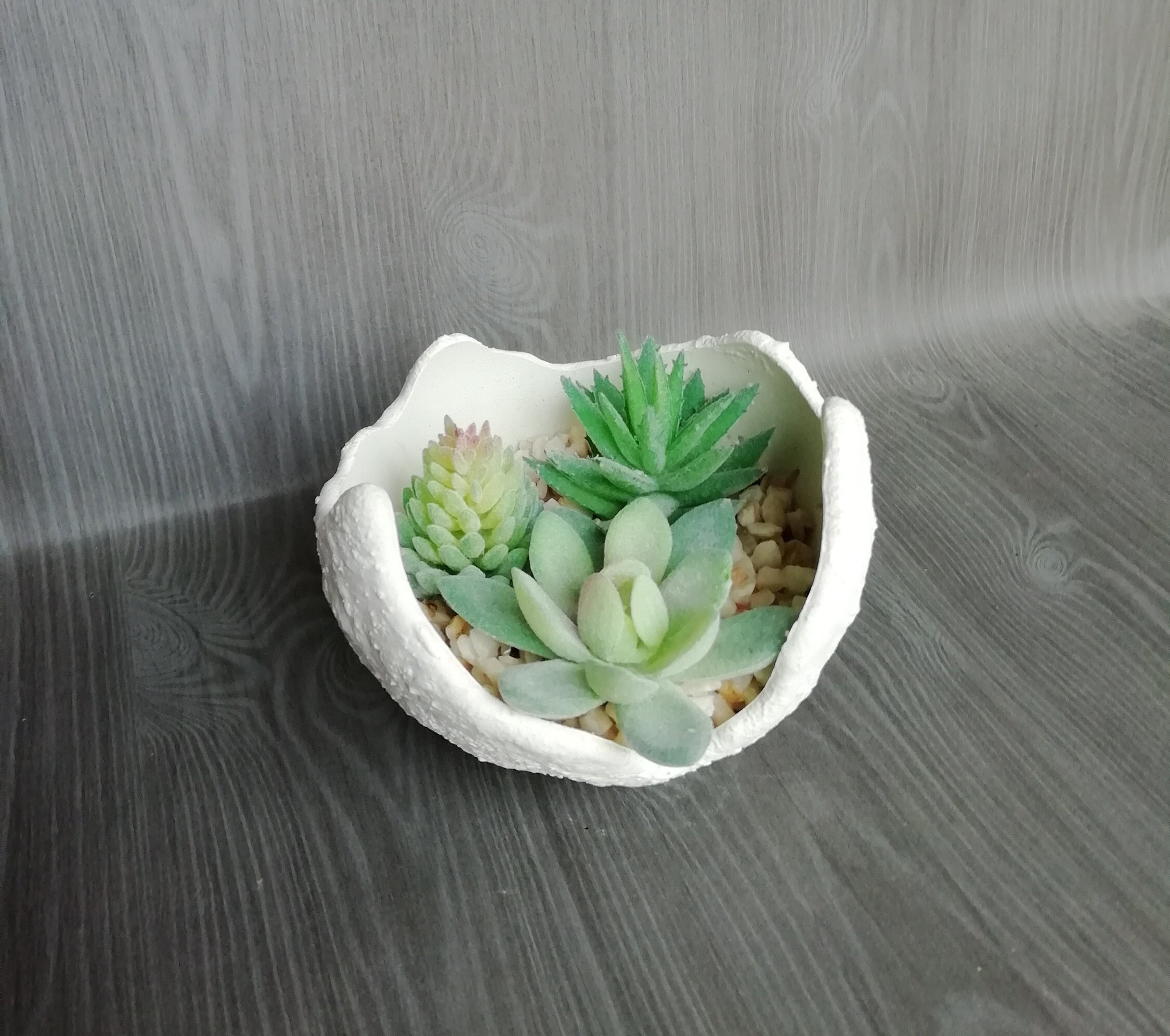 Mini Jardin Zen. Succulente