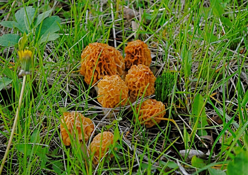 Morel Mushroom Spores on Sheet Garden Mushroom Seed Grow Kit Etsy