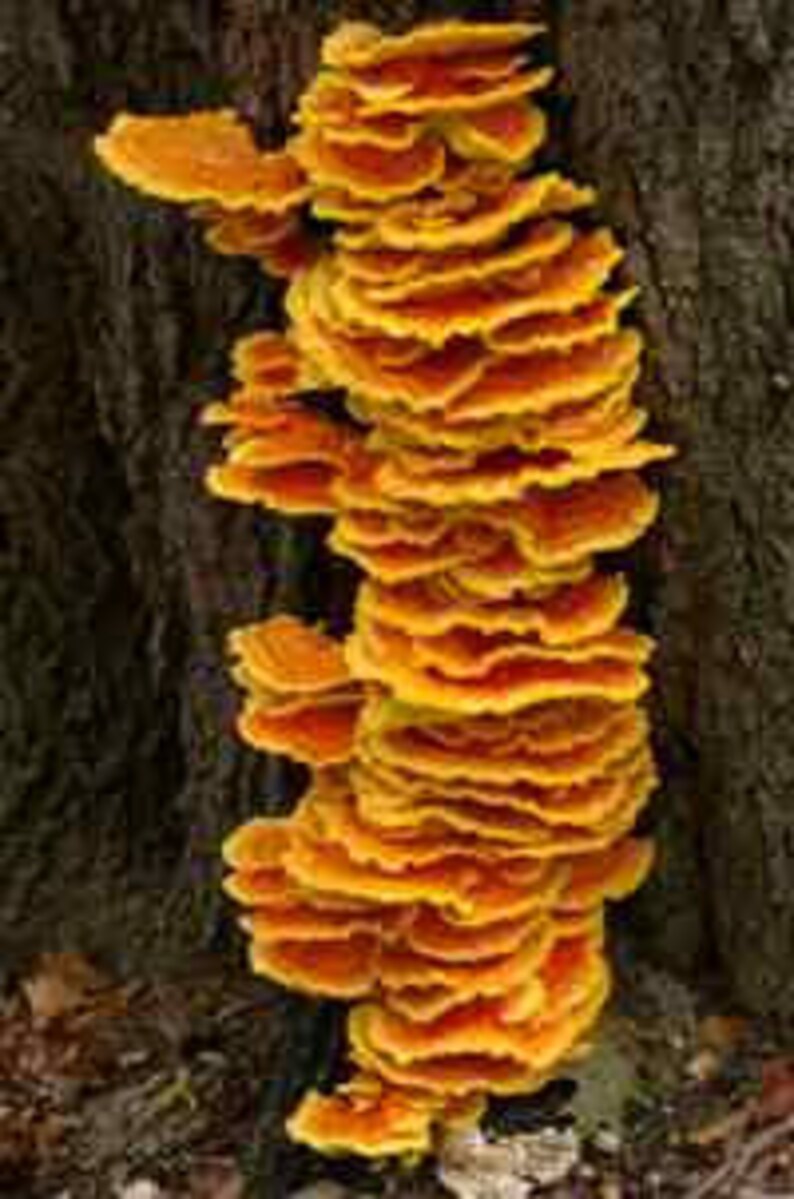 50 X Chicken of the Woods Mushroom Plugs Grow Your