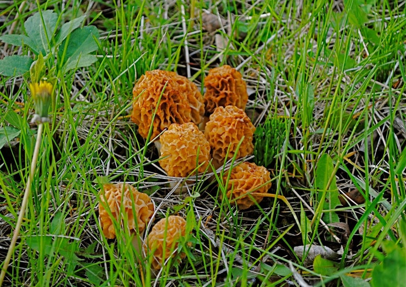 Large Kit Morel Mushroom Spores in Sawdust Bag Garden Mushroom  Etsy