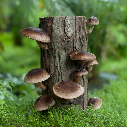 50 Organic Shiitake Mushroom Plugsgrow Mushrooms on Logs Etsy