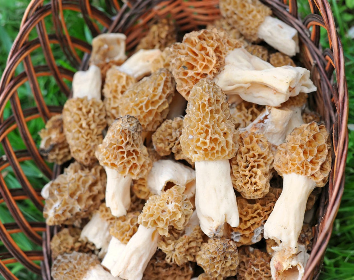 Morel Mushroom Spores in Sawdust Bag Garden Mushroom Seed - Etsy
