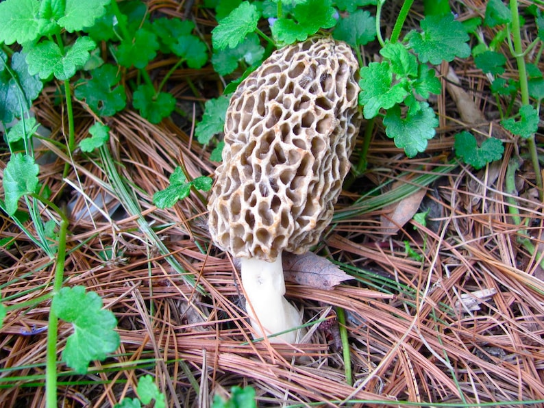 Large Kit Morel Mushroom Spores in Sawdust Bag Garden Mushroom  Etsy