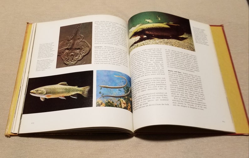 Vintage 1972 Illustrated Encyclopedia of the Animal Kingdom Etsy