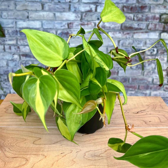 golden devil's ivy pothos Golden Pothos (Devil's Ivy) Epipremnum Aureum main image 0