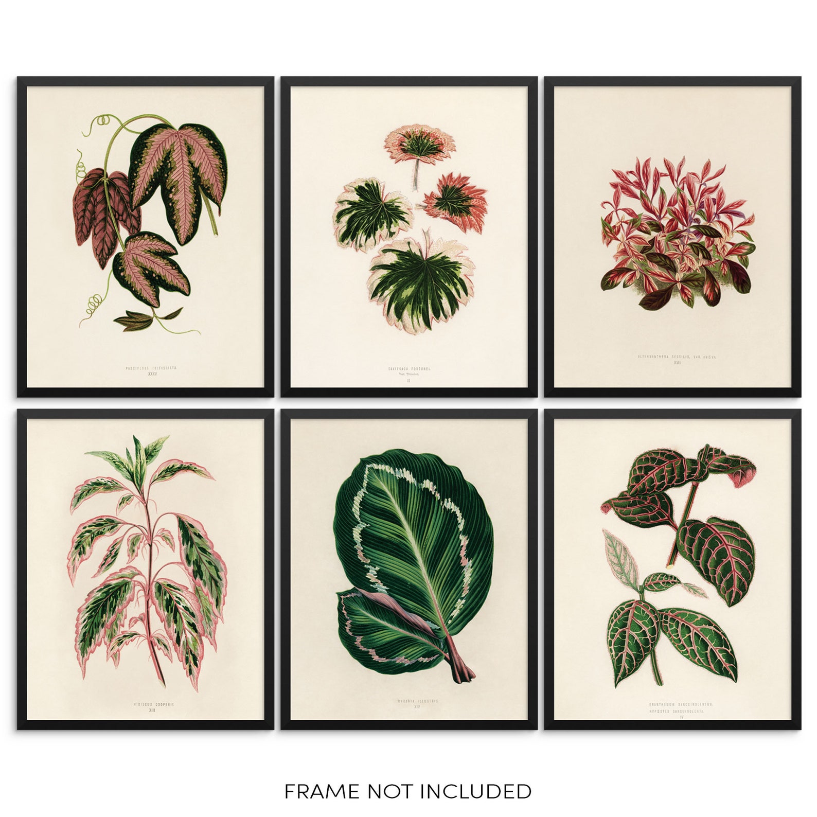 Botanical Leaf Vintage Art Prints SET of 6 Leaves and Plants Etsy