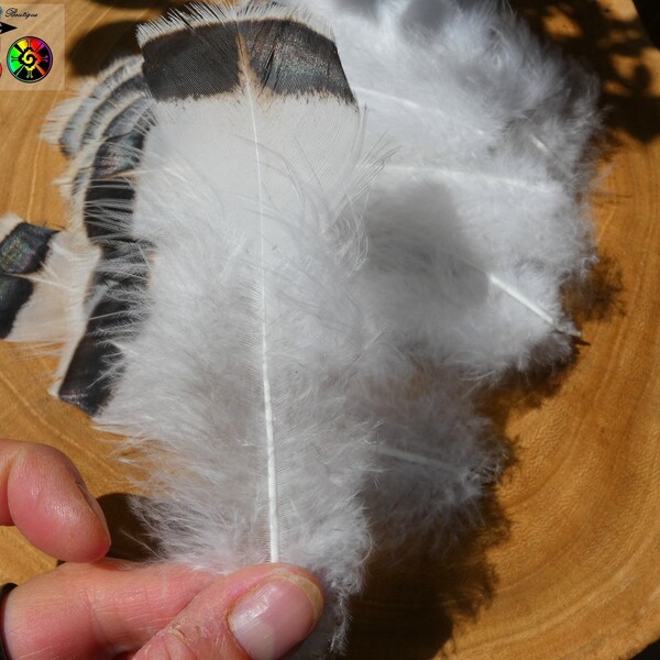 Large Natural Wild Turkey Feathers 12cm to 15cm ("4.42 to "5.90) - Rare Winter Turkey Plumage - White and Copper Green Iridescent