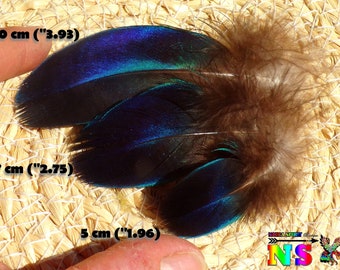 Plumes de Paon Saphir de 4 cm à 10 cm, Plumes Pour Créations Tribales Ethniques Bijoux, Plumes Bleu Turquoise Iridescent, Taille à Choisir