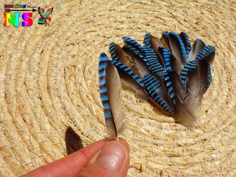 Plumes Naturelles Aile Geai des Chênes de 3.5 cm à 5 cm Etsy