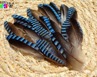 Plumes Naturelles Aile Geai des Chênes de 3 cm à 4.5 cm, Plume Bleu Azur pour Créations Artistiques et Bijoux Tribal Ethnique,Origine France