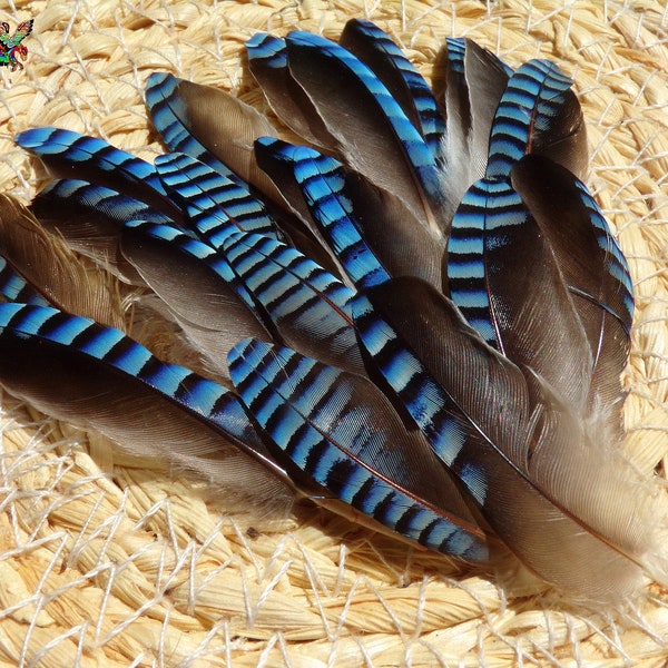 Plumes Naturelles Aile Geai des Chênes de 3 cm à 4.5 cm, Plume Bleu Azur pour Créations Artistiques et Bijoux Tribal Ethnique,Origine France