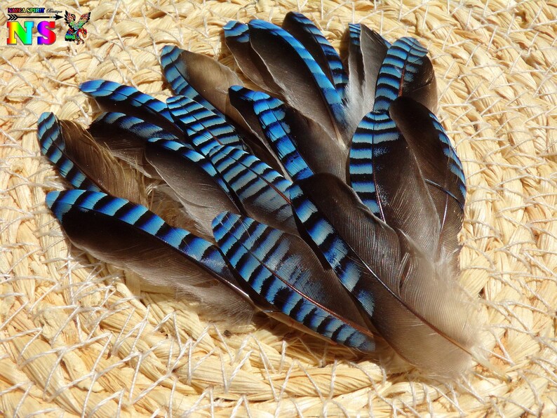 Plumes Naturelles Aile Geai des Chênes de 3.5 cm à 5 cm Etsy