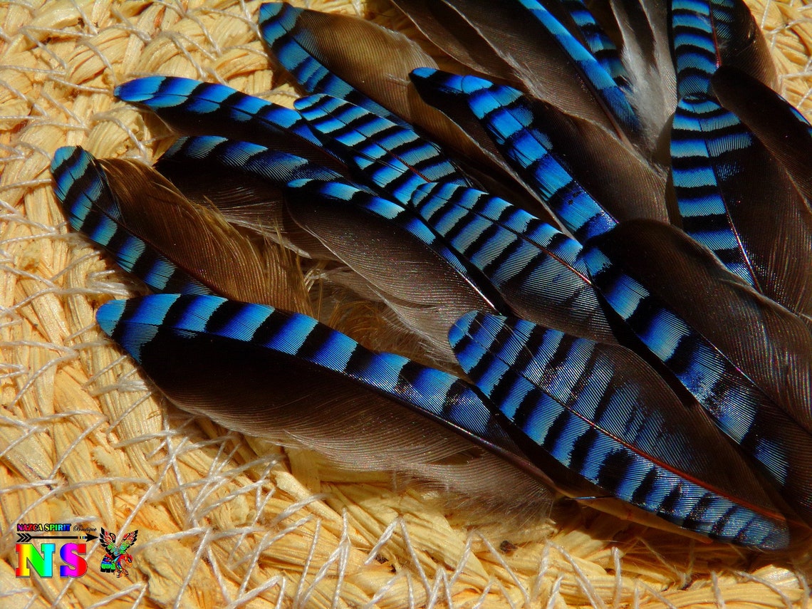 Plumes Naturelles Aile Geai des Chênes de 3.5 cm à 5 cm Etsy