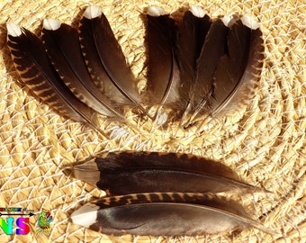 Plumes Naturelles Aile de Bécasses 8.5 cm à 9 cm ("3.34 to "3.54) - Plumes de Mue Qualité A++ - Plumes France pour Bijoux Brun Cuivré Blanc