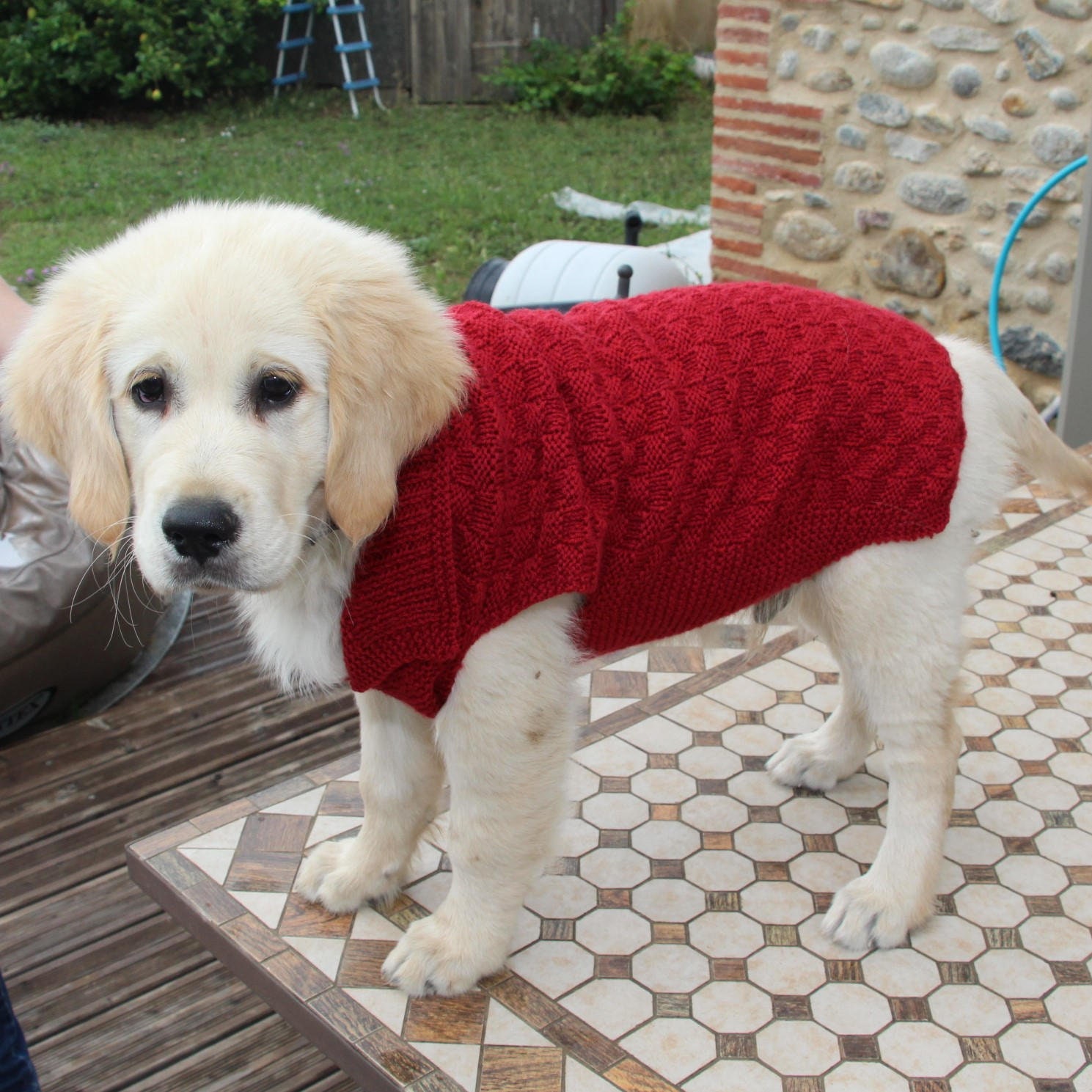 Manteau de chiot Etsy France