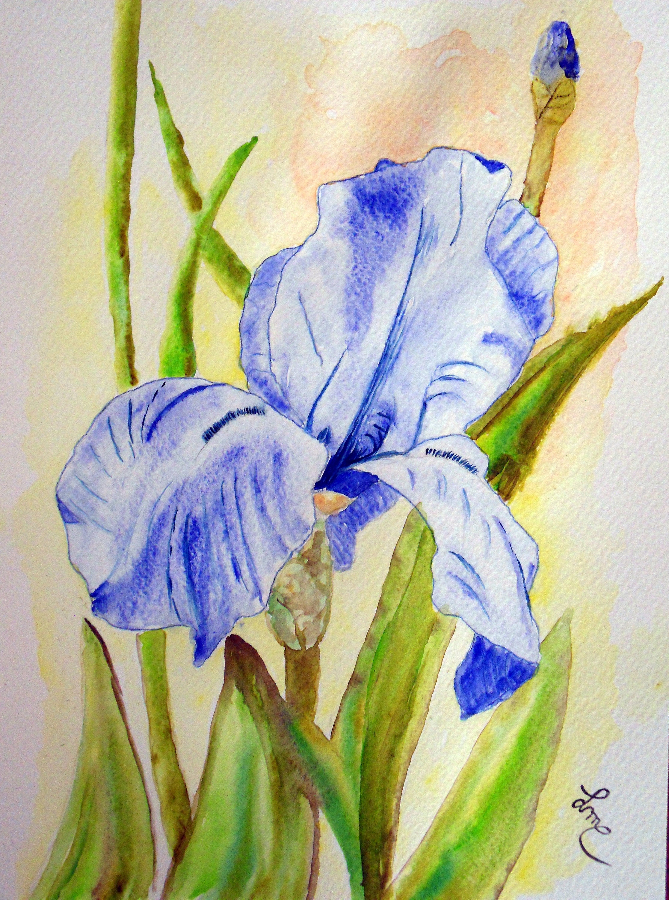 アイリスの(水彩画 2018年 )